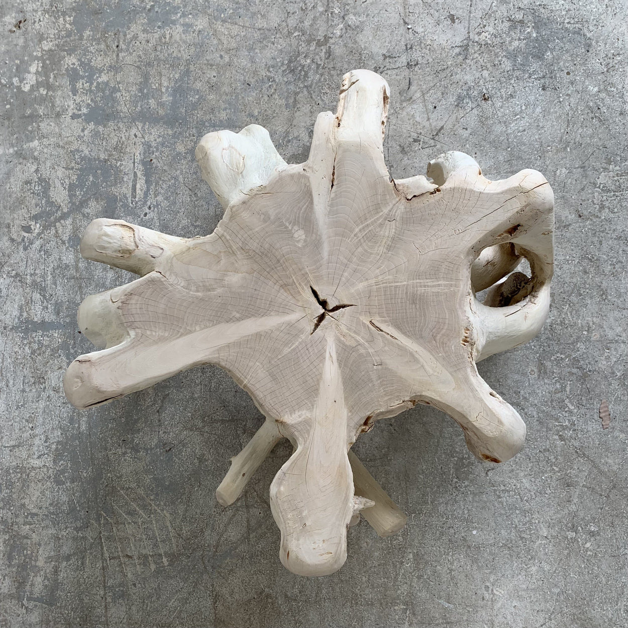 Small Bleached Teak Root IV